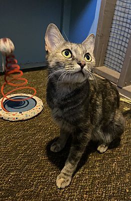 Peaches